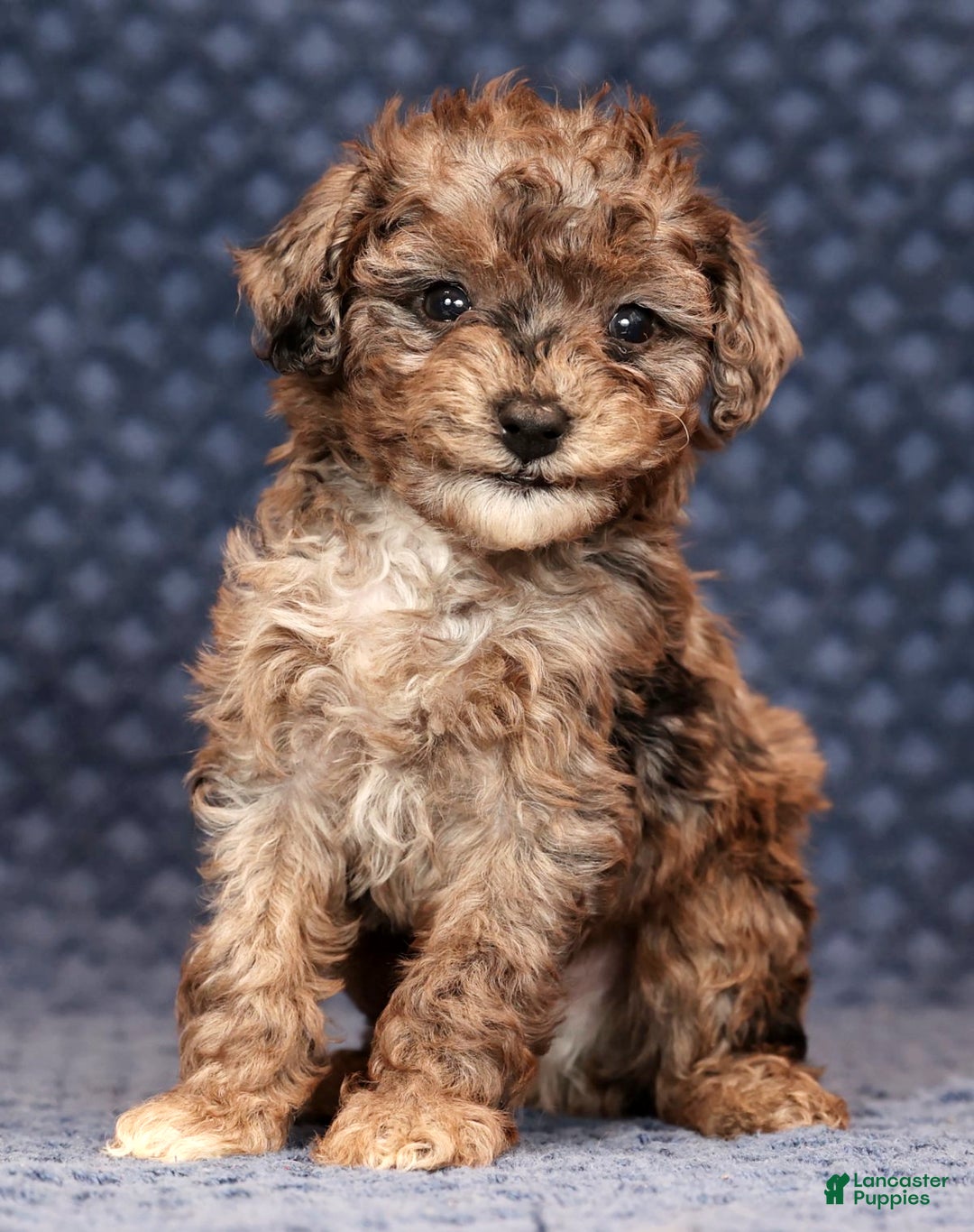Miniature Poodle dogs for sale: Fulton - Ad 2