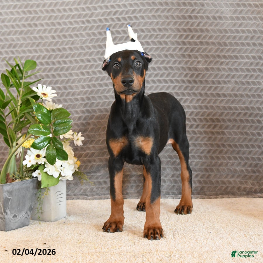 Doberman Pinscher dogs Zola - Ad 2