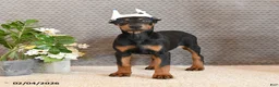 Doberman Pinscher dogs for sale: Zola - Ad 2