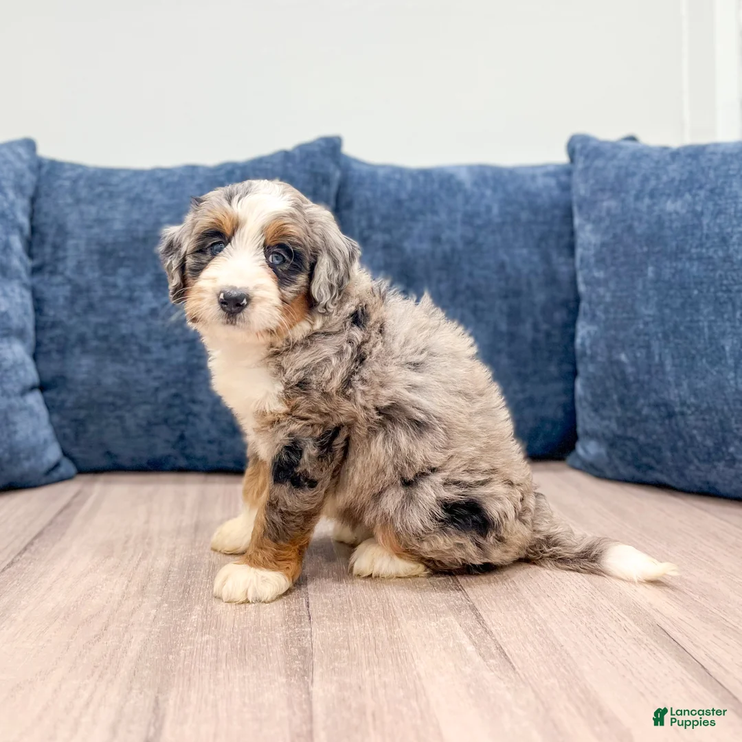 Mini Bernedoodle dogs for sale: Luna - Ad 2