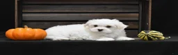 Maltese dogs for sale: Niko - Ad 5