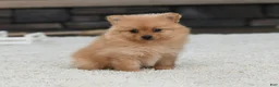 Pomeranian dogs for sale: Daisy - Ad 2