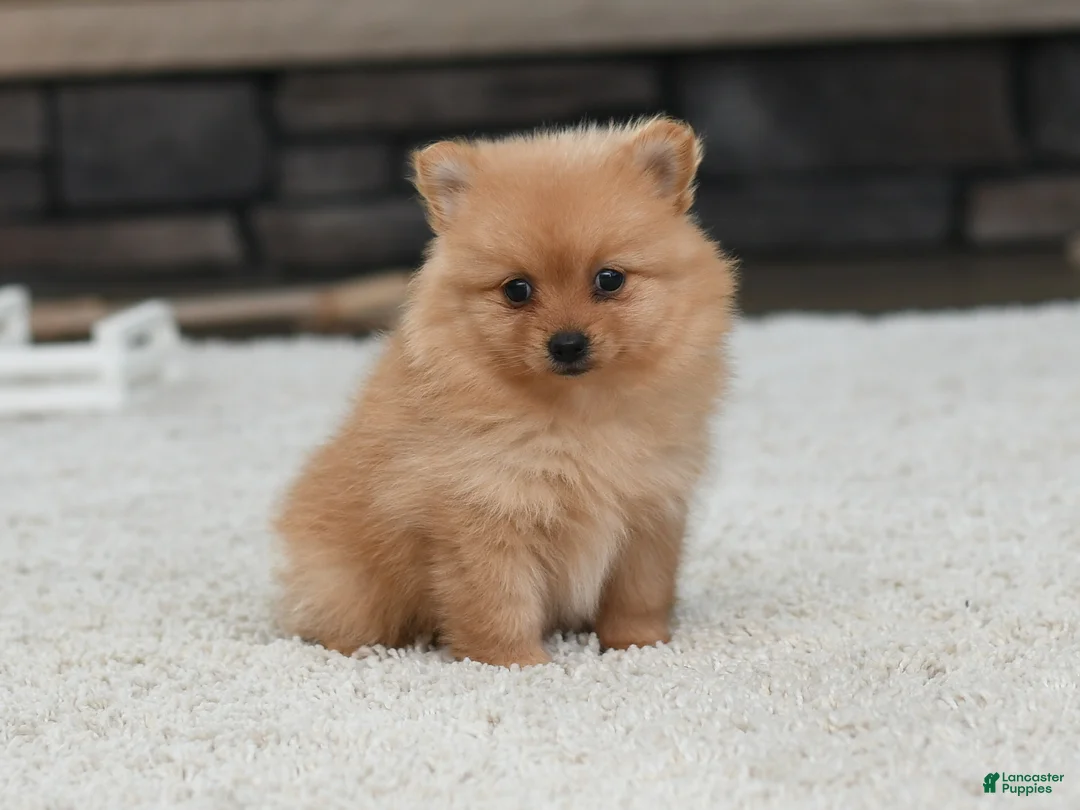 Pomeranian dogs for sale: Daisy - Ad 2