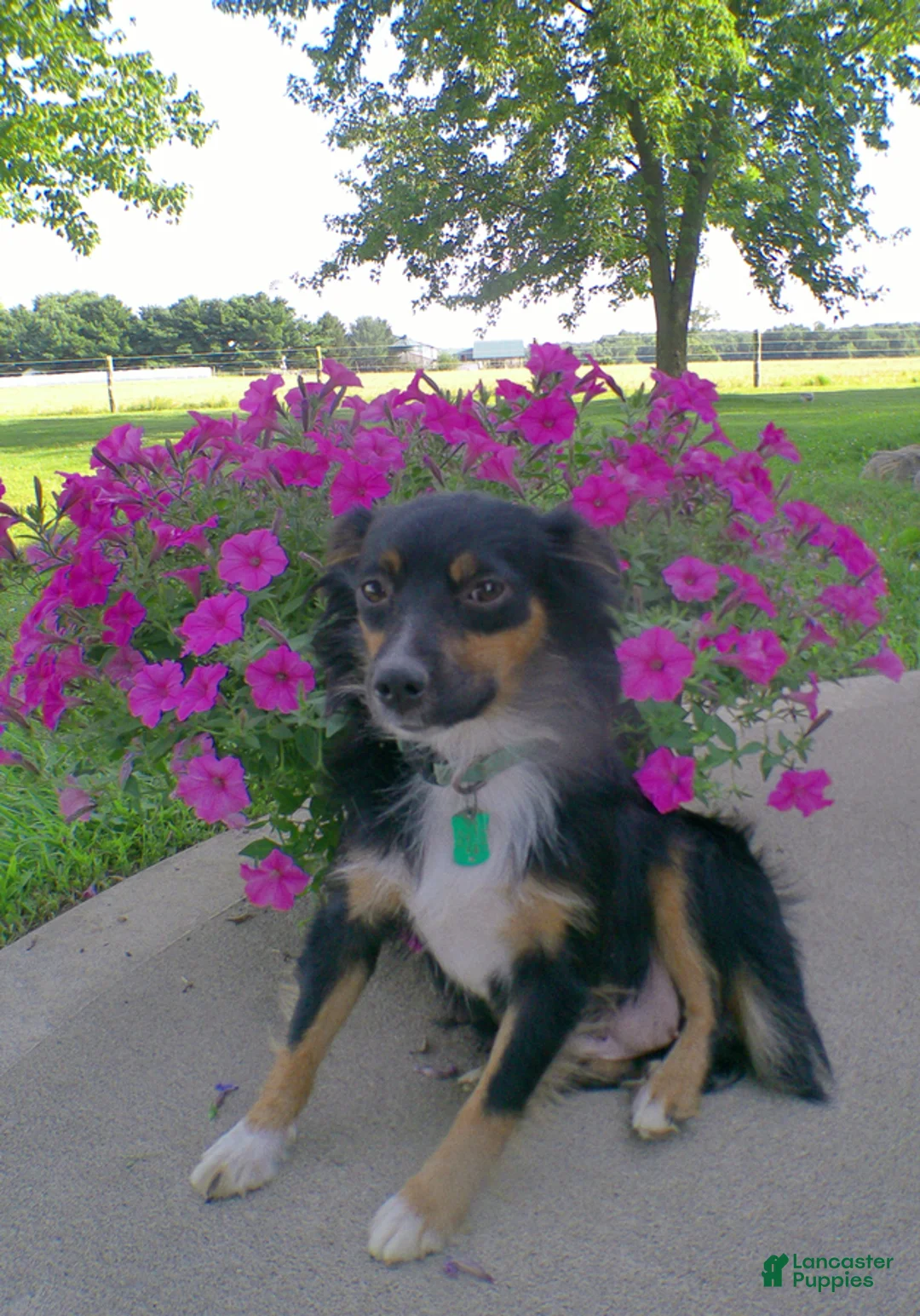 Miniature Australian Shepherd dogs for sale: Lilac - Ad 4