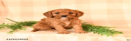 Cavapoo dogs for sale: Cristy  - Ad 1