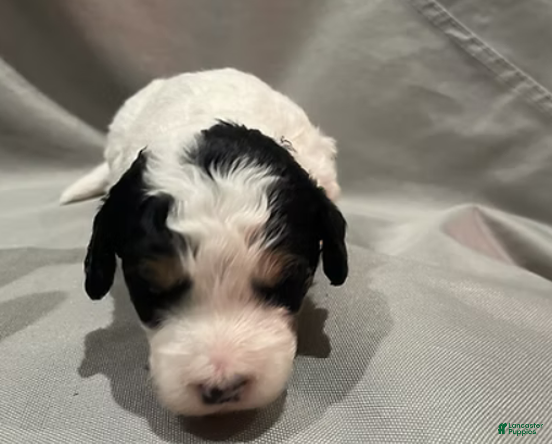 Mini Bernedoodle dogs for sale: Tater - Ad 8