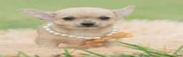 Chihuahua dogs for sale: Squeak - Ad 4