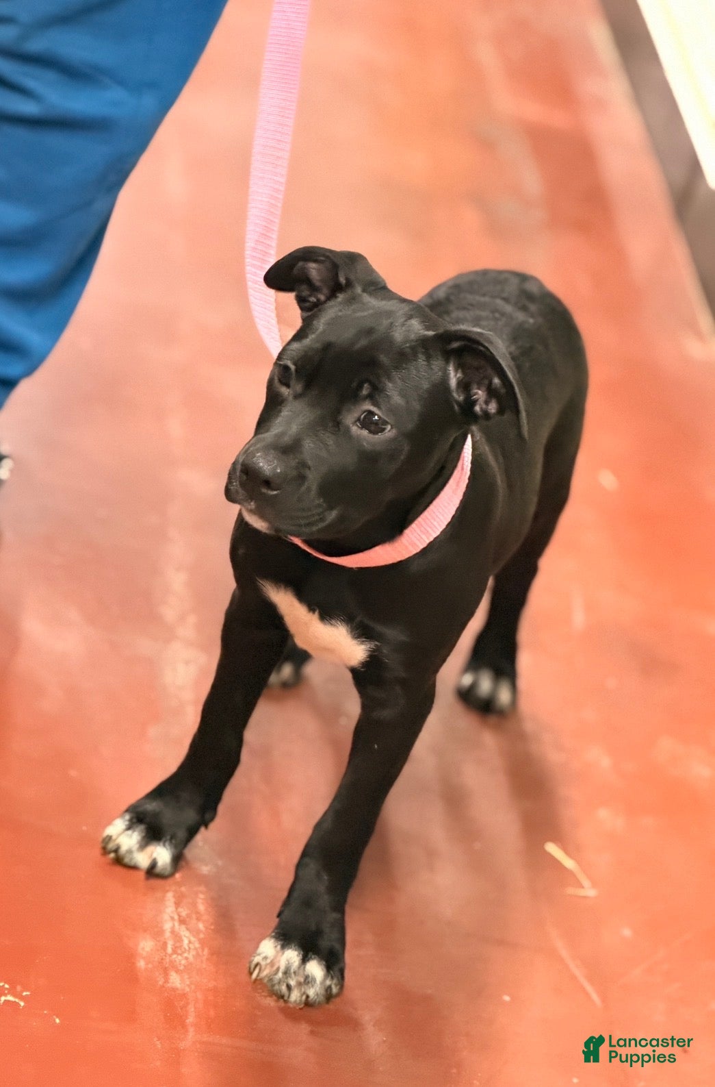 Mixed Breed dogs Princess - Ad 42
