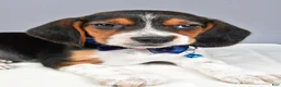 Beagle dogs for sale: Ozzy - Ad 5
