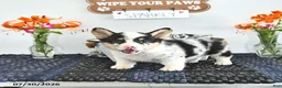 Welsh Corgi Pembroke dogs for sale: Sparkey   - Ad 4