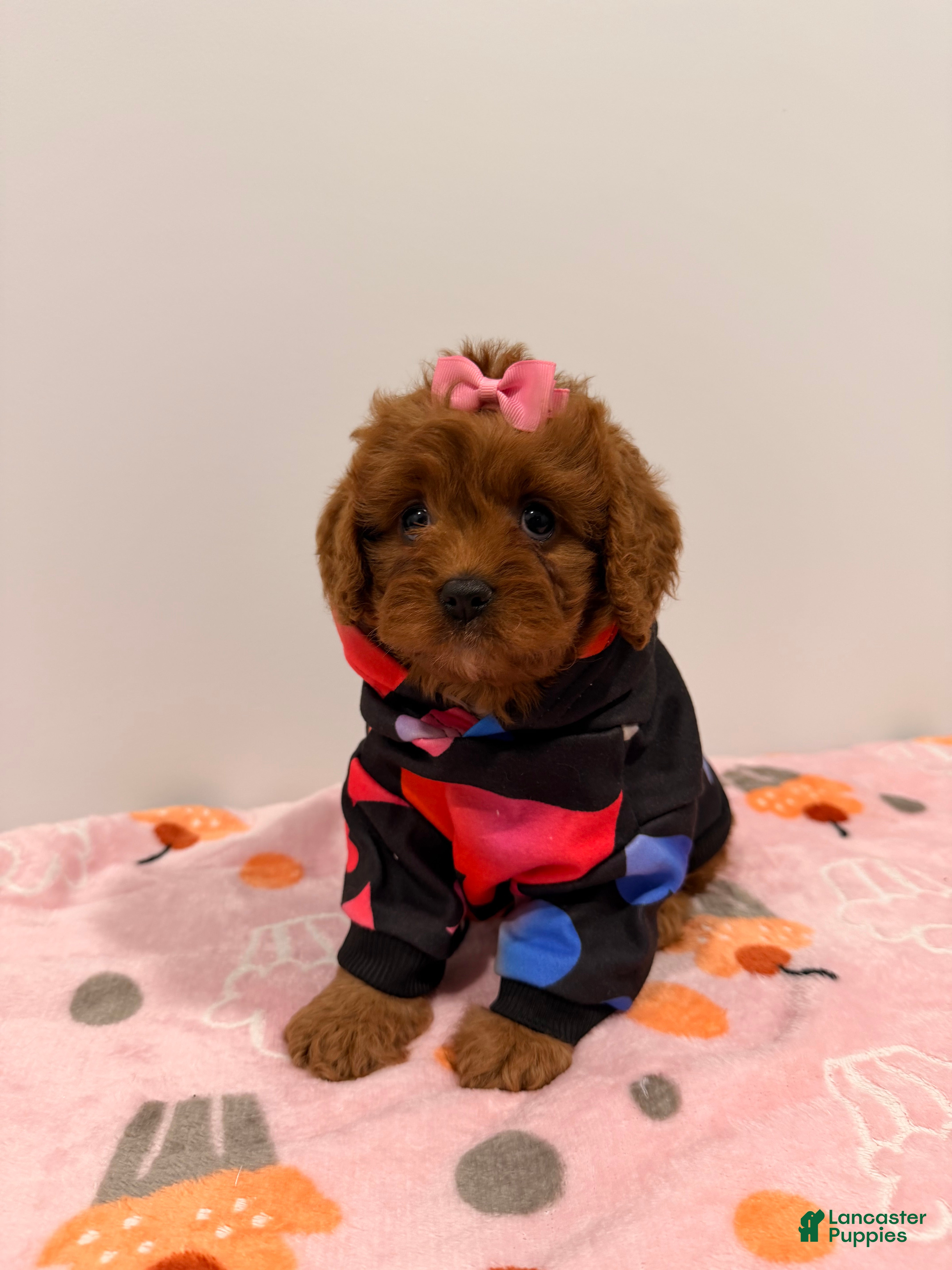 Cavapoo dogs MISS LYLA - Ad 2