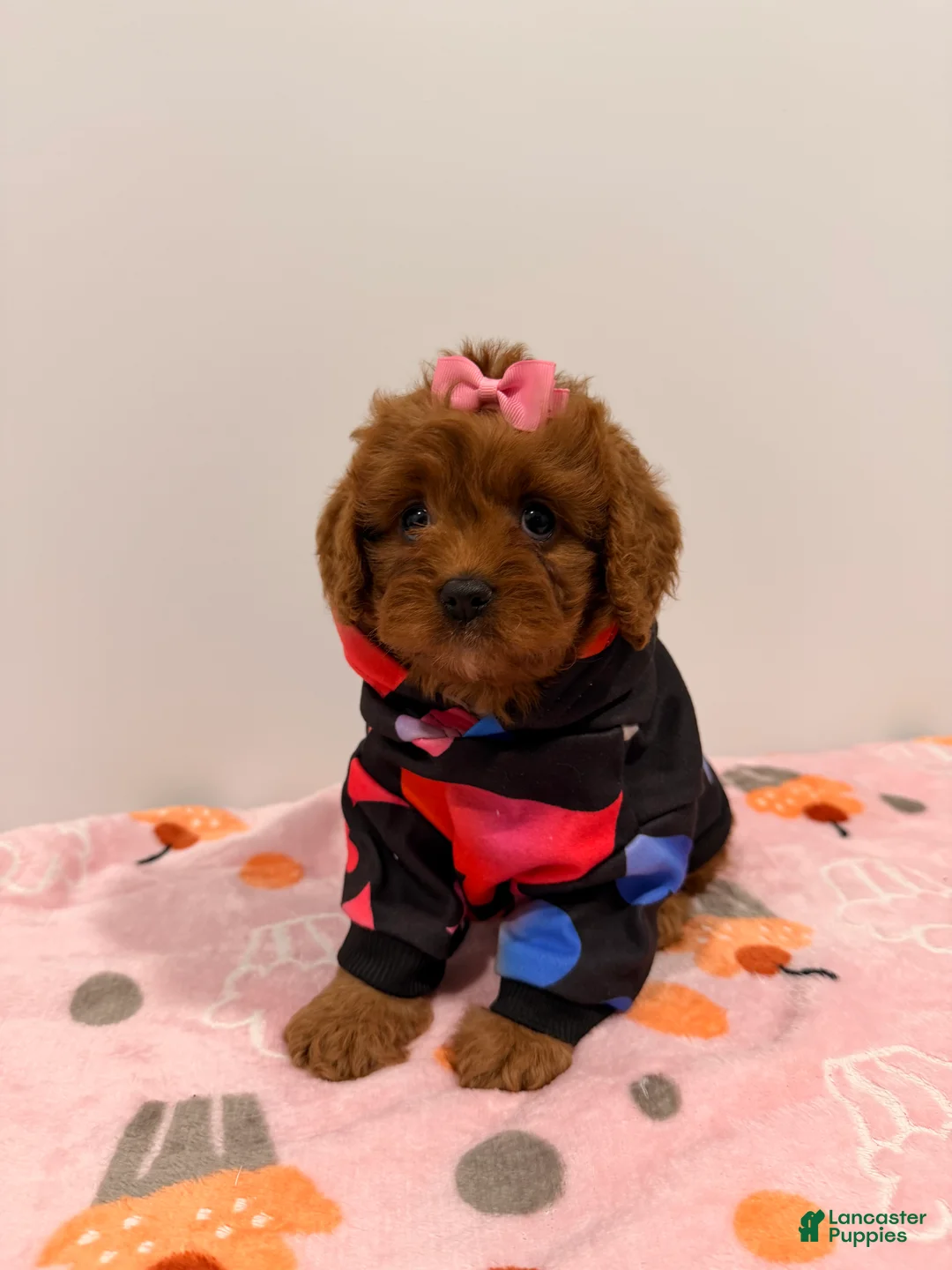 Cavapoo dogs for sale: MISS LYLA - Ad 2
