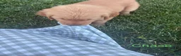 Golden Retriever dogs for sale: Chase - Ad 3