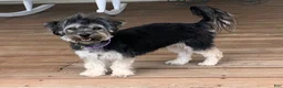 Mixed Breed dogs for sale: Holly - Ad 4