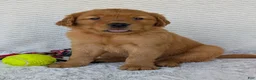 Golden Retriever dogs for sale: Porter  - Ad 1