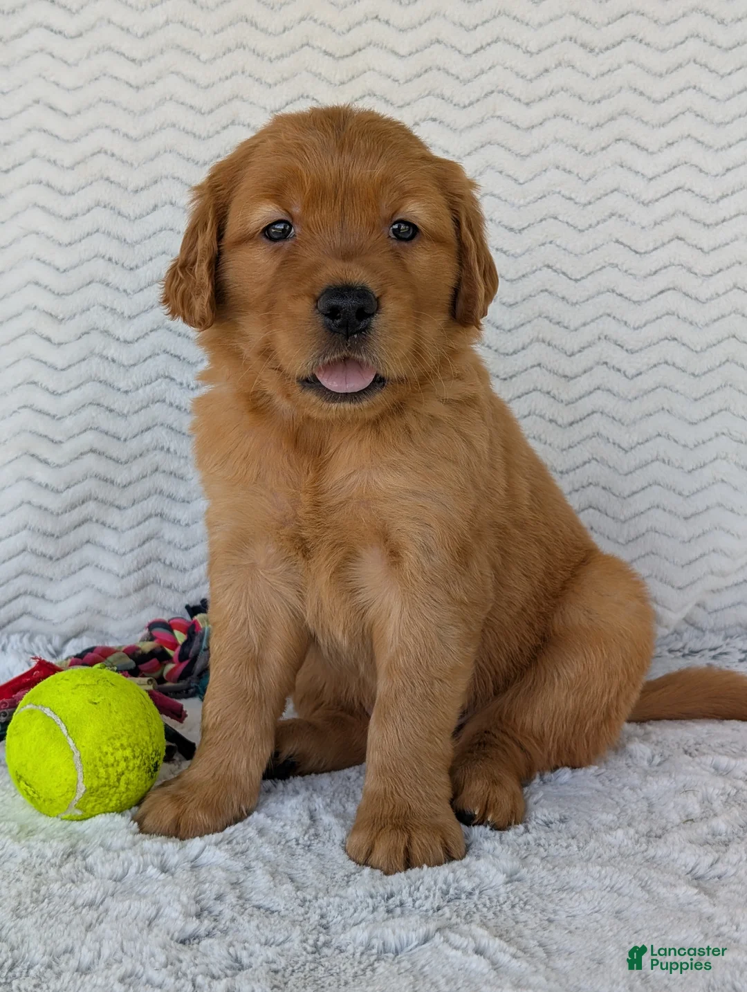 Golden Retriever dogs for sale: Porter  - Ad 1