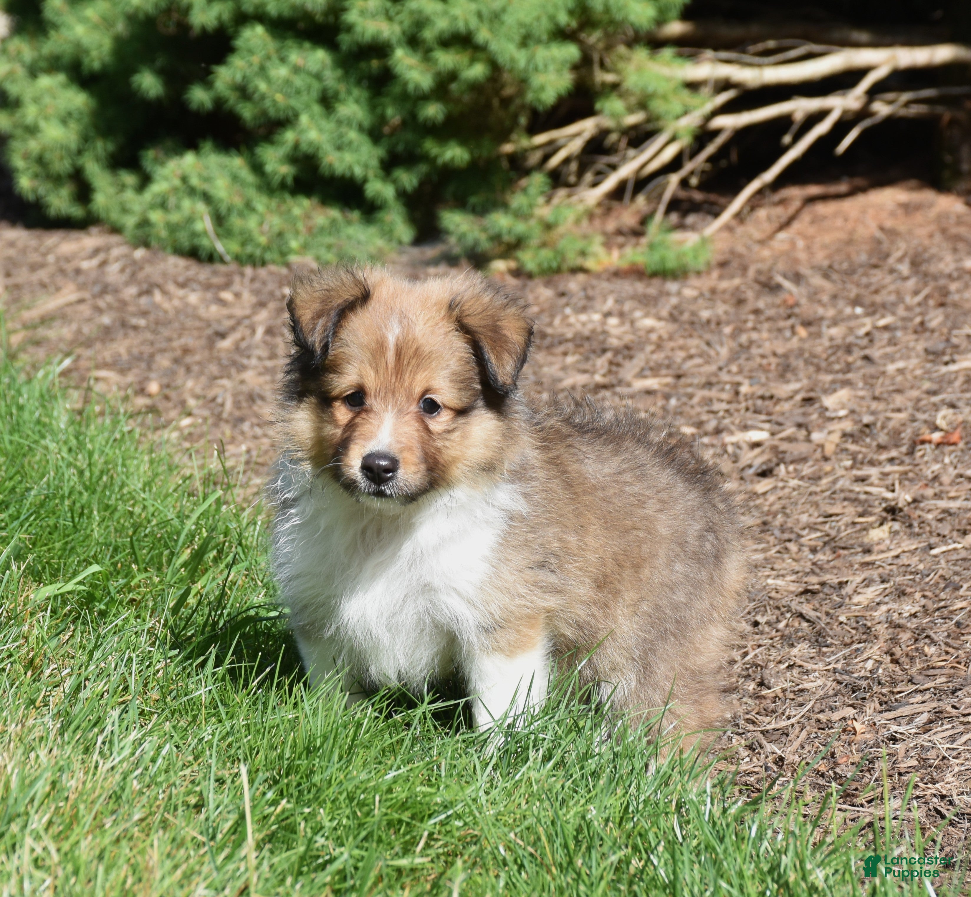Shetland Sheepdog dogs Ninja - Ad 1