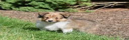 Shetland Sheepdog dogs for sale: Ninja - Ad 1
