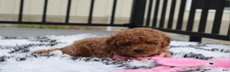 Toy Poodle dogs for sale: Bella - Ad 10