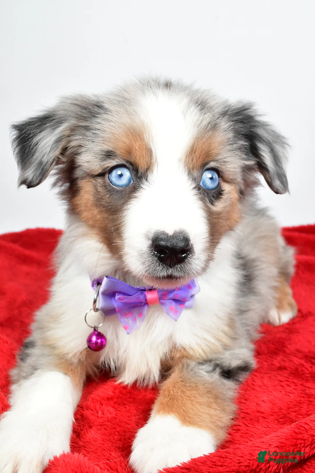 Miniature Australian Shepherd dogs for sale: Joshua - Ad 8