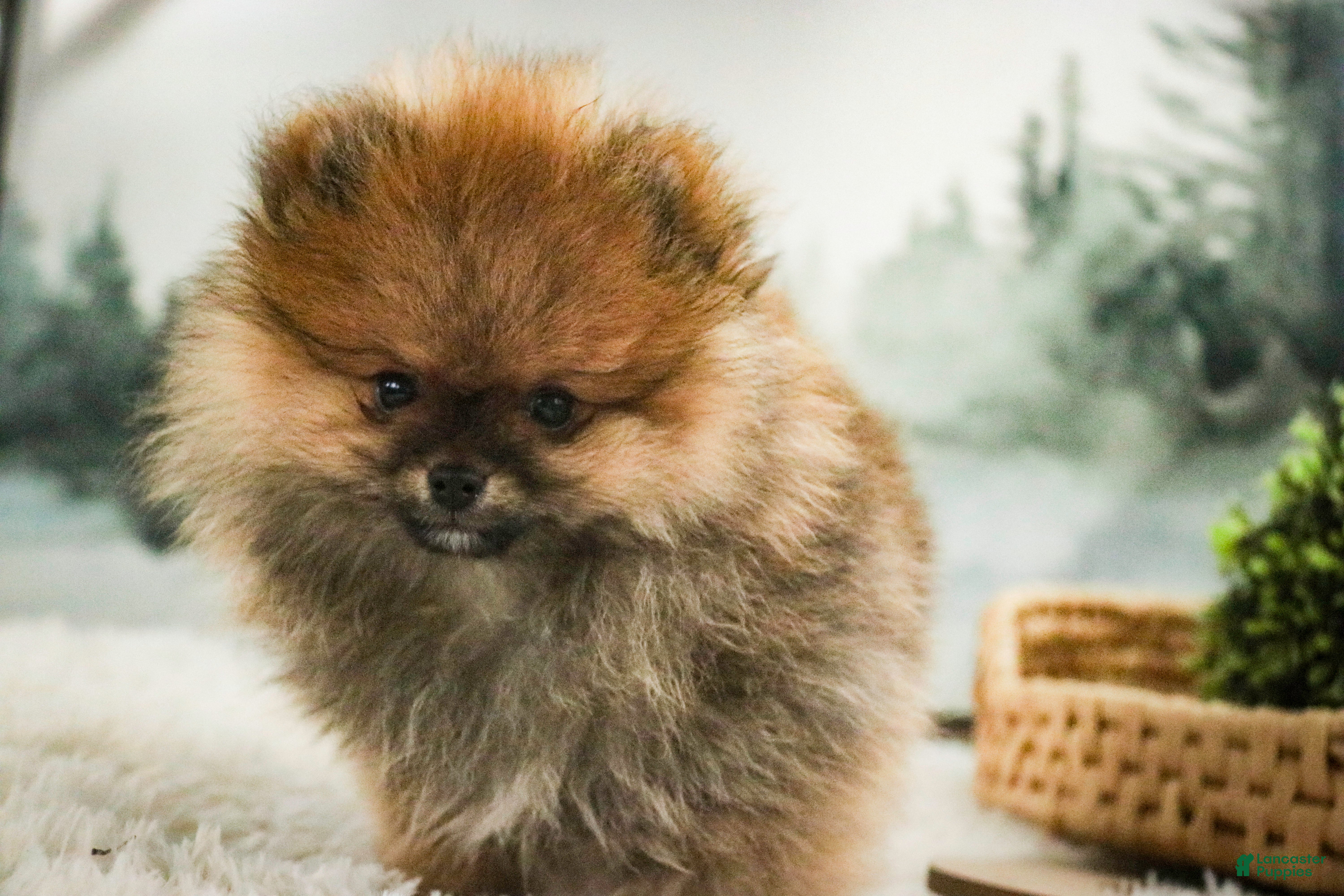 Pomeranian dogs Peyton - Ad 3