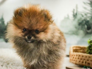 Pomeranian dogs Peyton - Ad 22