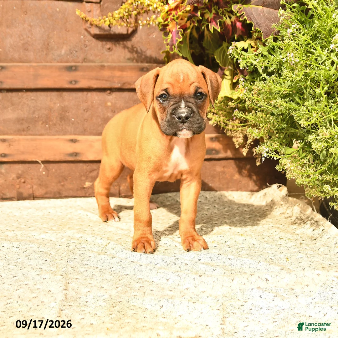 Boxer dogs for sale: Brandy - Ad 1