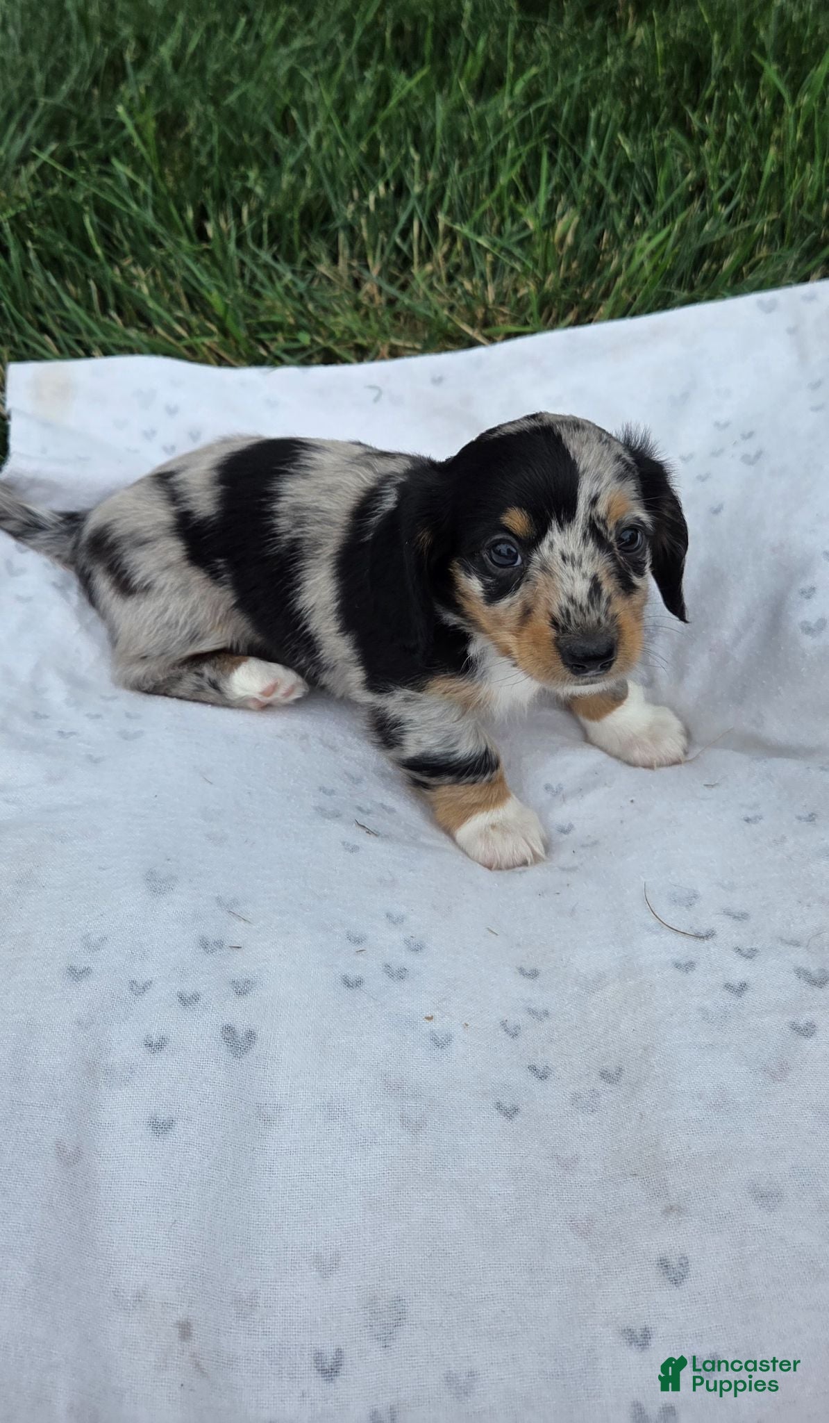 Miniature Dachshund dogs Smokie - Ad 1