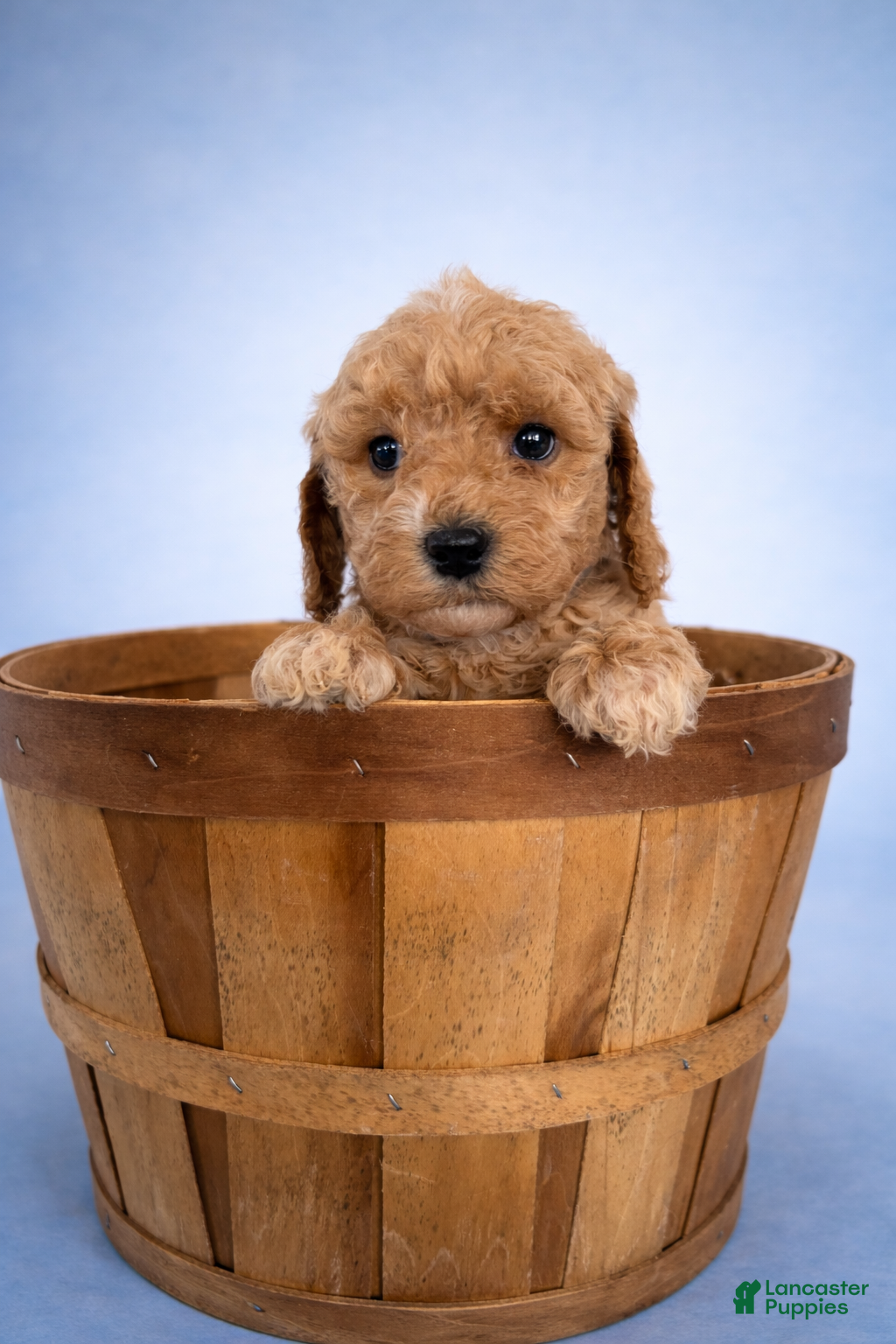 Mini Goldendoodle dogs for sale: Carter - Ad 3