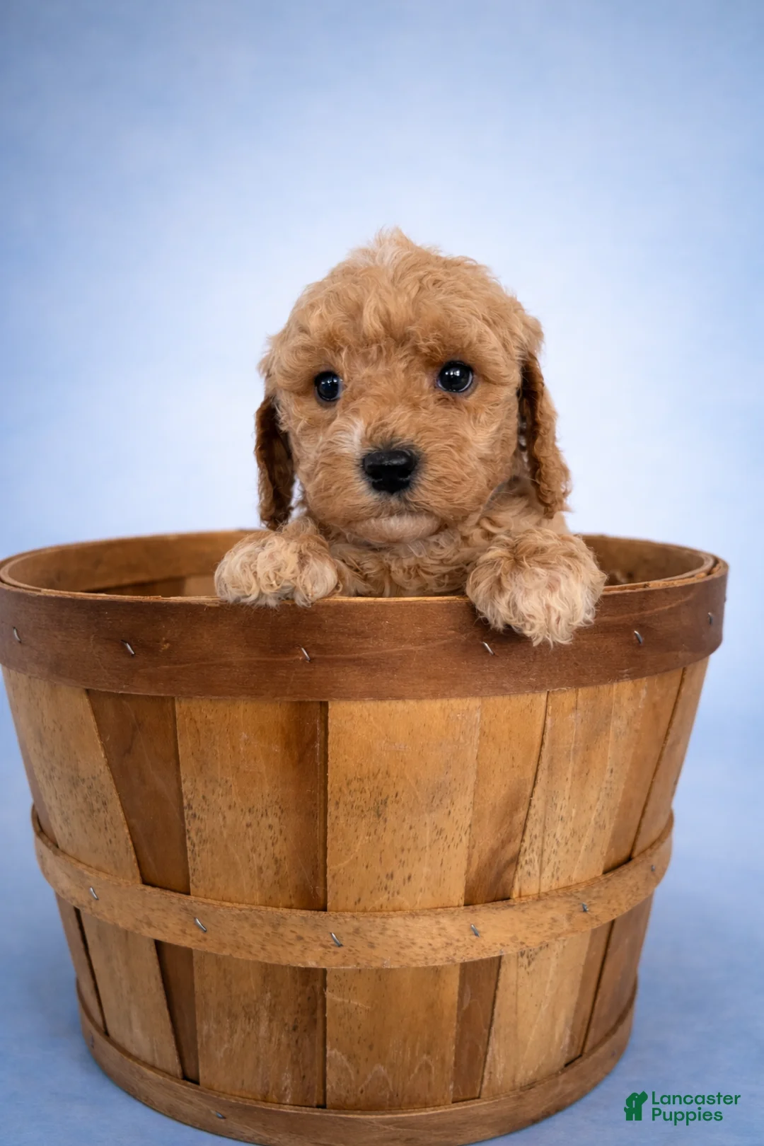 Mini Goldendoodle dogs for sale: Carter - Ad 1