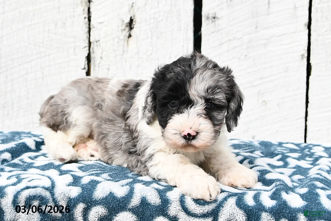 Cockapoo dogs for sale: Lilly - Ad 2