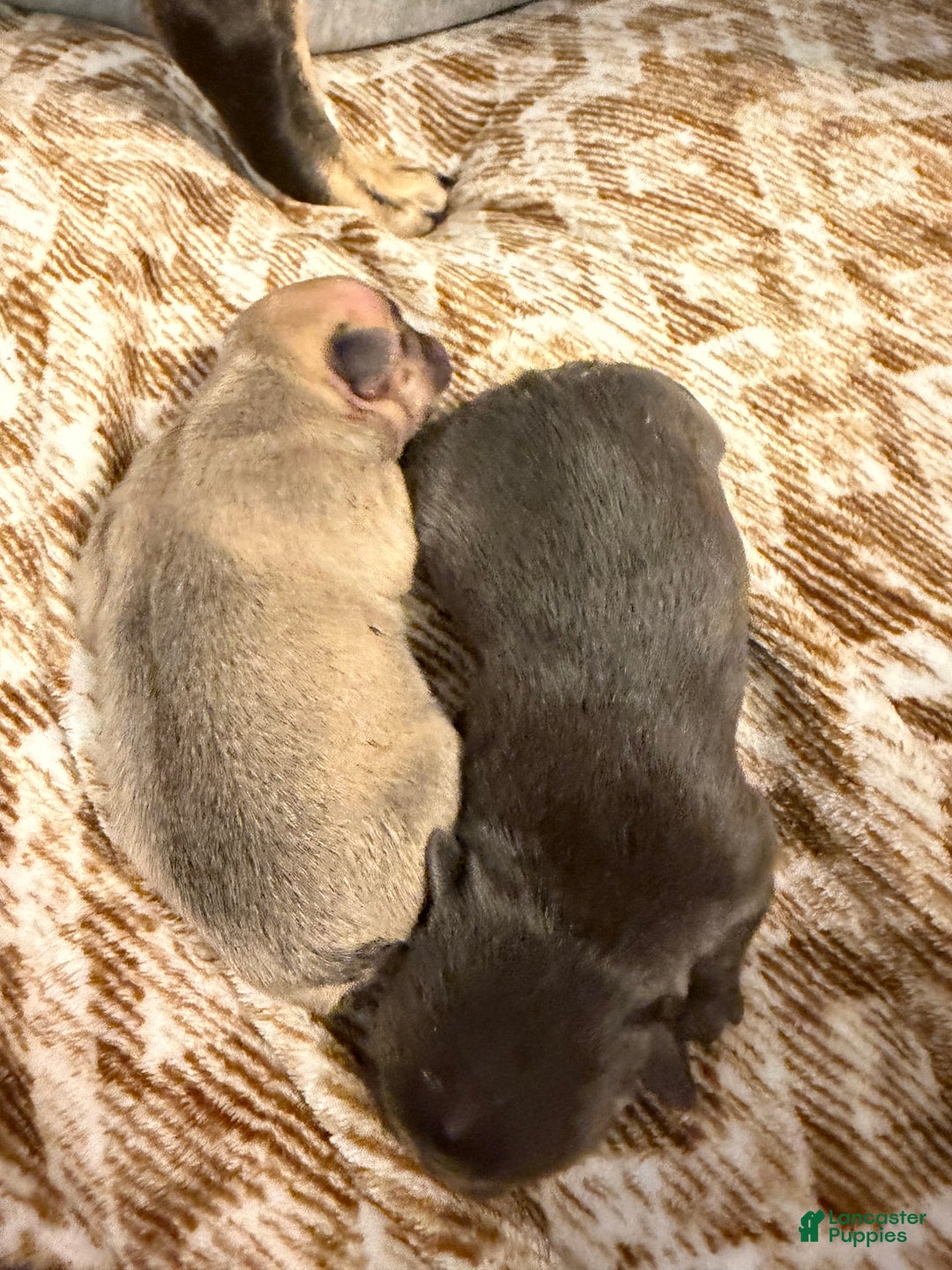 French Bulldog dogs for sale: French Bulldog Puppy 3 - Ad 5