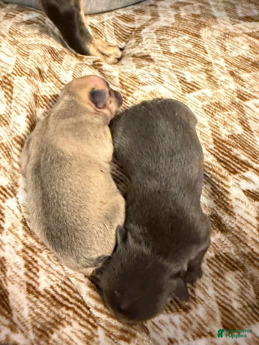 French Bulldog dogs for sale: French Bulldog Puppy 3 - Ad 8