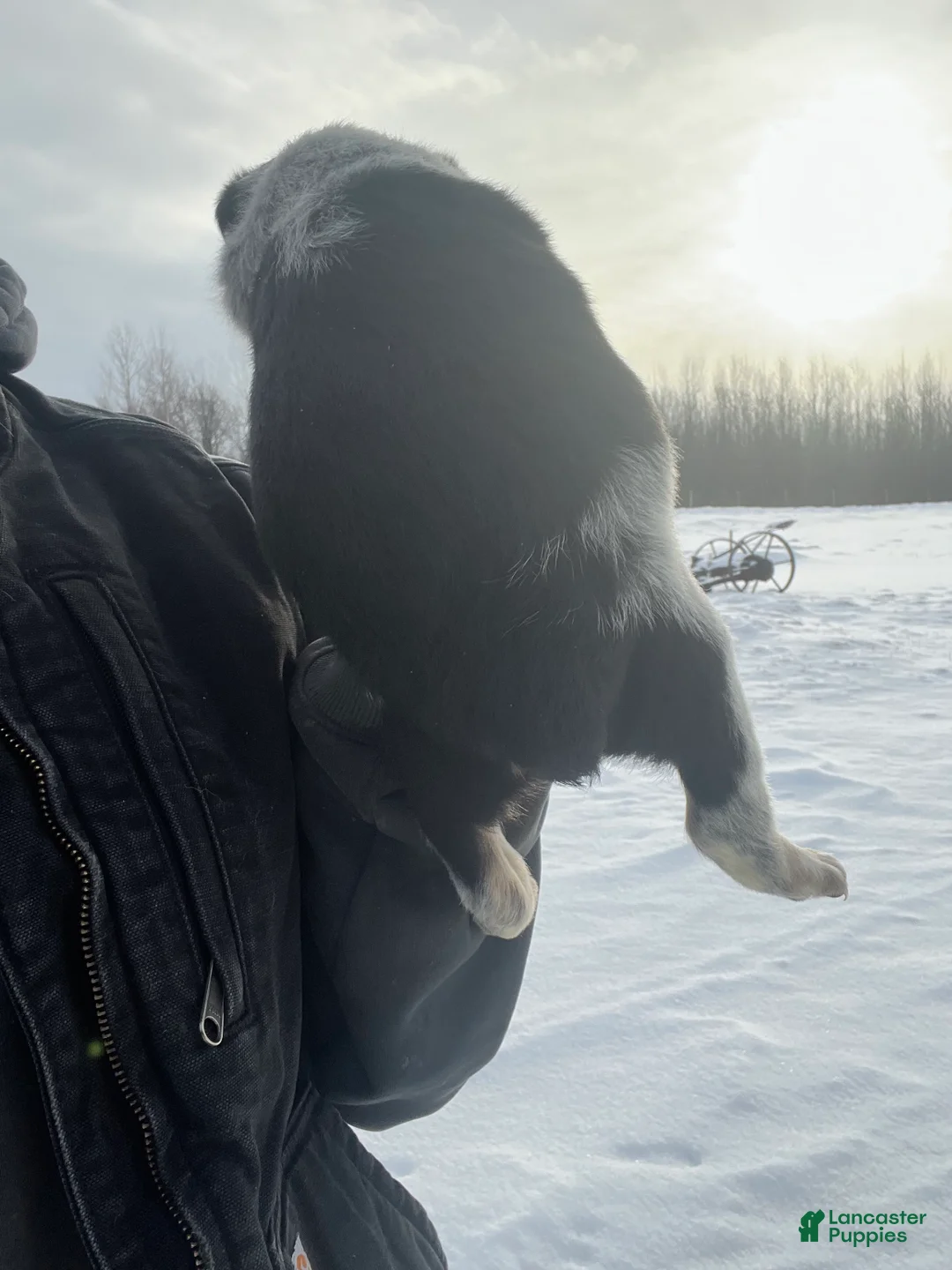 Australian Cattle Dog dogs for sale: Olivia - Ad 2