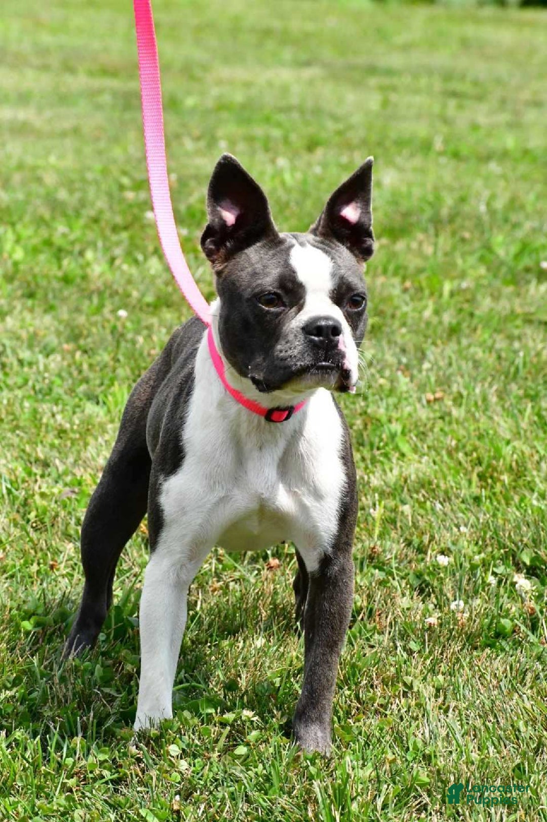 Mixed Breed dogs for sale: Cooper - Ad 7