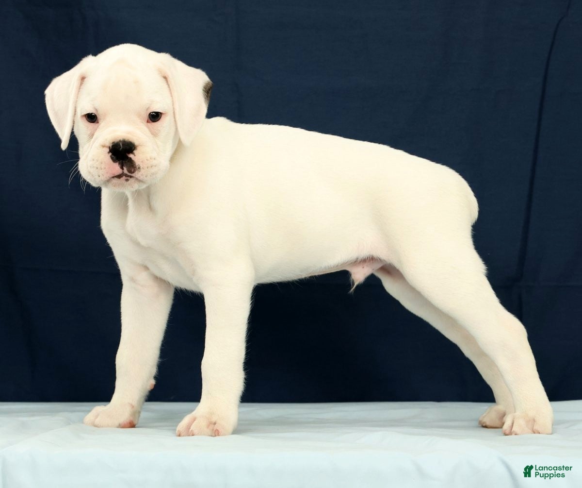 Boxer dogs Max - Ad 2