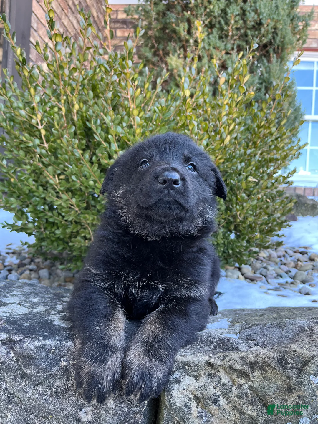 German Shepherd dogs for sale: Humphrey  - Ad 4
