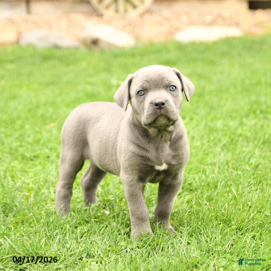 Cane Corso dogs Sierra - Ad 1