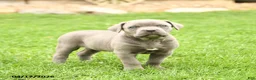 Cane Corso dogs for sale: Sierra - Ad 1