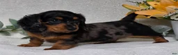 Miniature Dachshund dogs for sale: Posie - Ad 6