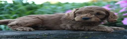 Cockapoo dogs for sale: Archie - Ad 2