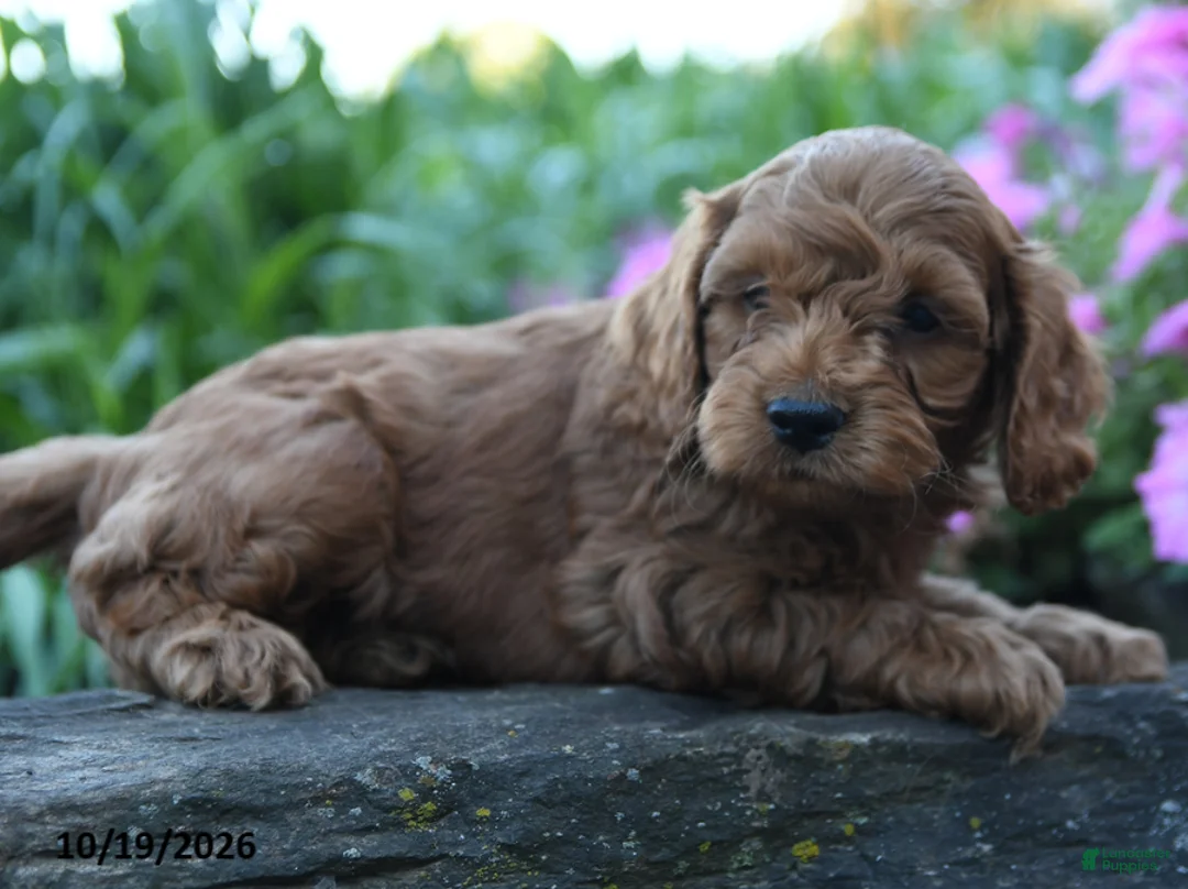 Cockapoo dogs for sale: Archie - Ad 2