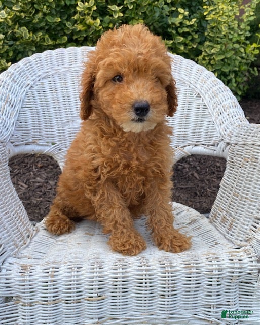 Mini Goldendoodle dogs for sale: Dusty- mini/ petite - Ad 3