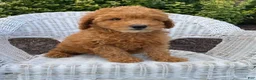 Mini Goldendoodle dogs for sale: Dusty- mini/ petite - Ad 1