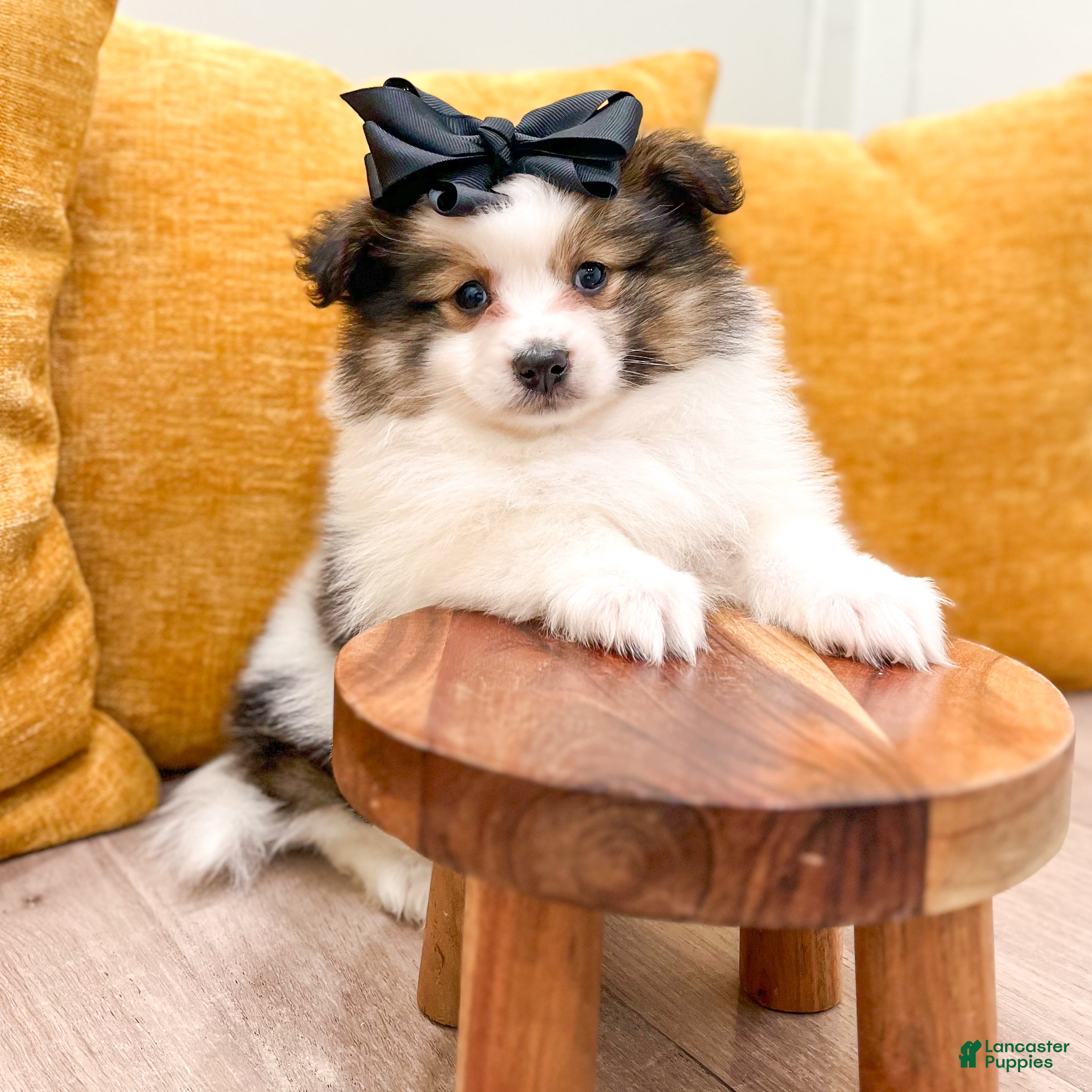 Pomeranian dogs Oreo - Ad 2