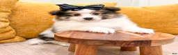 Pomeranian dogs for sale: Oreo - Ad 2