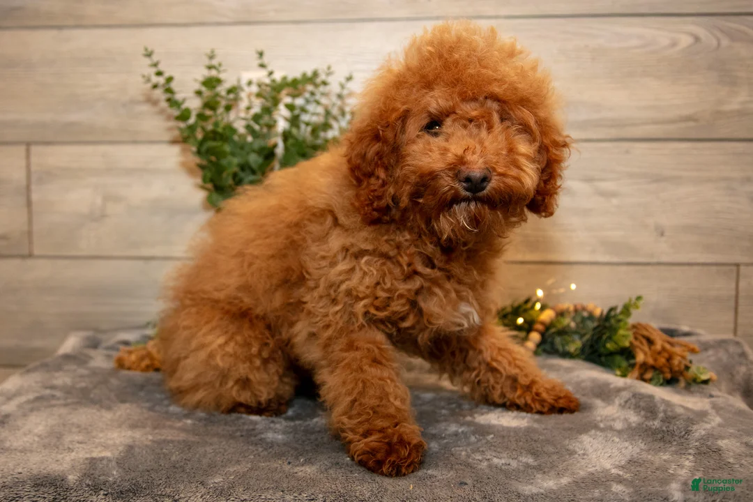 Mini Goldendoodle dogs for sale: Mario - Ad 2