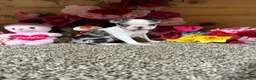 Boston Terrier dogs for sale: Boston Terrier 5 - Ad 3