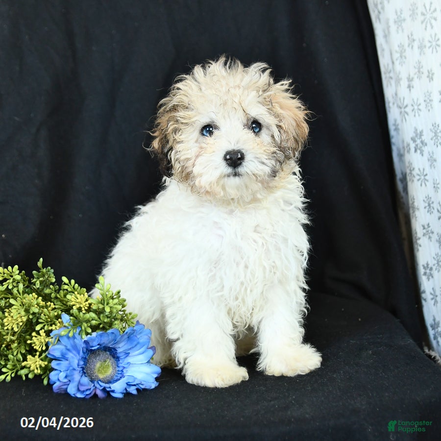 Miniature Poodle dogs Marty - Ad 29