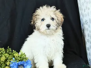 Miniature Poodle dogs Marty - Ad 29